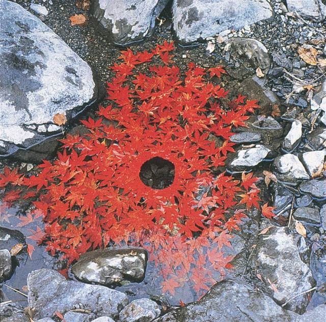 Andy Goldsworthy - Japanese Maple Leaves